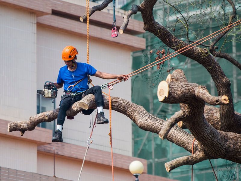 Tree removal in Greensboro area, NC
