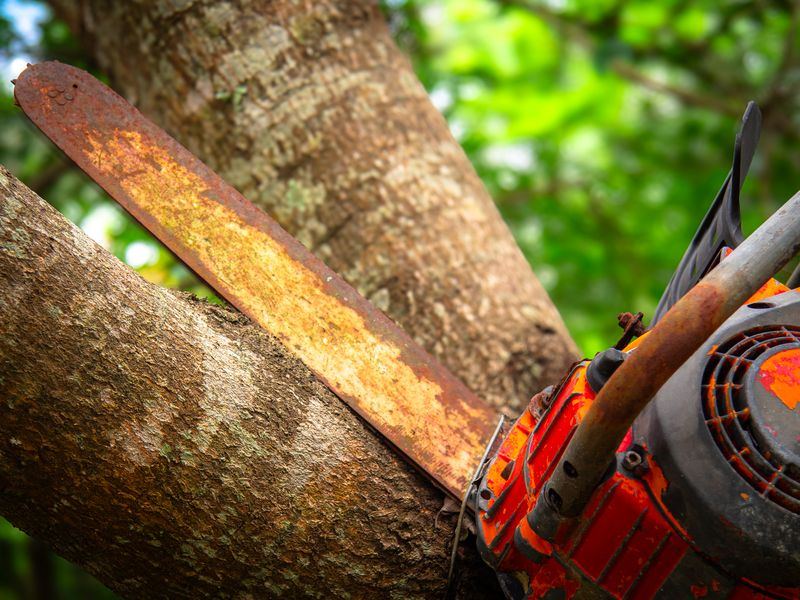 Tree removal job in the Lindley Park neighborhood of Greensboro