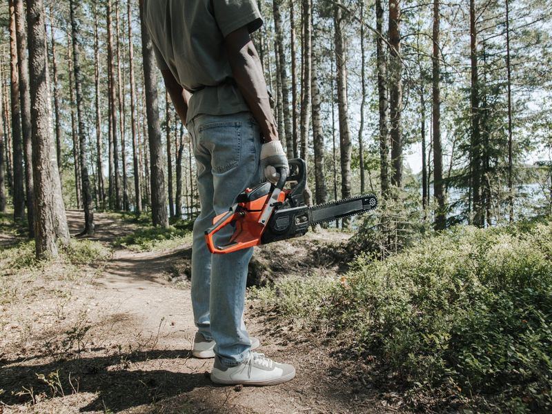 Tree removal job near Winston-Salem, NC